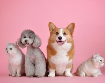Tips to Save Money on Pet Care