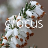 Browse Crocus