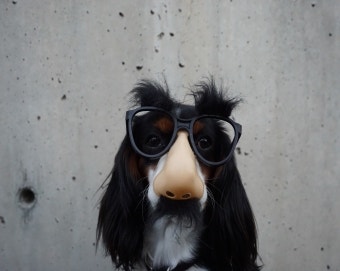 April Fool's Day Shopping Roundup