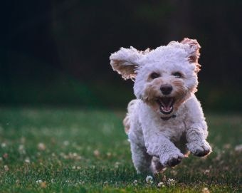 International Dog Day Money-Saving Deals