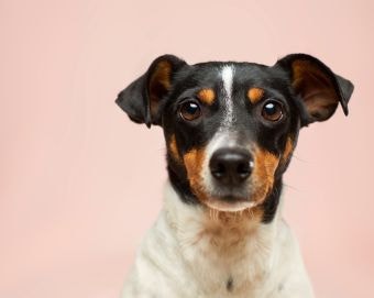 The Ultimate Money-Saving Guide for Dog Owners