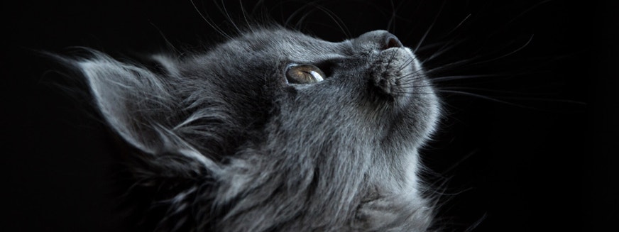 The New Pet Owners Guide - Health, Safety and Savings