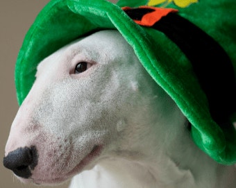 St. Patrick's Day Coupons & Sales for 2020